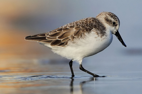 過(guò)時(shí)名錄嚴(yán)重影響瀕危物種保護(hù)，委員呼吁：應(yīng)盡快更新