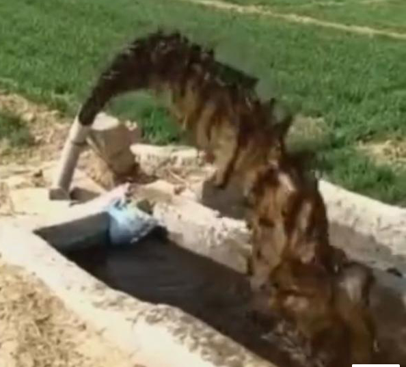 河北寧晉“污水澆麥”：附近企業(yè)滲坑排污，3人被抓