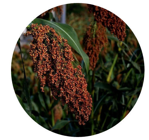 麥田國際——麥田里的守望者，“互聯(lián)網(wǎng)+農(nóng)業(yè)”的先行者