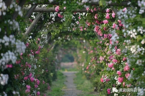 麥田國際——麥田里的守望者，“互聯(lián)網(wǎng)+農(nóng)業(yè)”的先行者