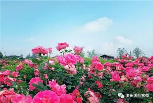 麥田國際——麥田里的守望者，“互聯(lián)網(wǎng)+農(nóng)業(yè)”的先行者