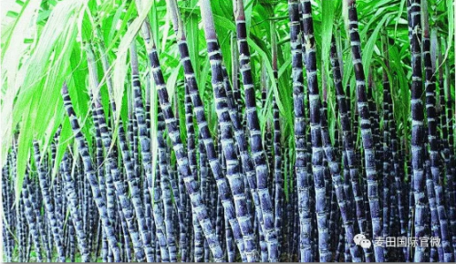 麥田國際——麥田里的守望者，“互聯(lián)網(wǎng)+農(nóng)業(yè)”的先行者