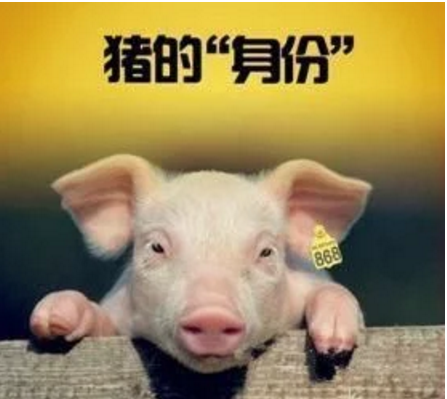 智能化養(yǎng)豬系統(tǒng)，現(xiàn)代化農(nóng)業(yè)發(fā)展之路