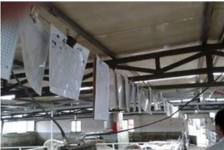 智能化養(yǎng)豬系統(tǒng)，現(xiàn)代化農(nóng)業(yè)發(fā)展之路