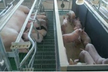 智能化養(yǎng)豬系統(tǒng)，現(xiàn)代化農(nóng)業(yè)發(fā)展之路