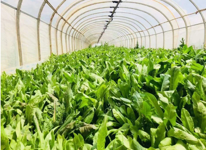 智能化養(yǎng)豬系統(tǒng)，現(xiàn)代化農(nóng)業(yè)發(fā)展之路