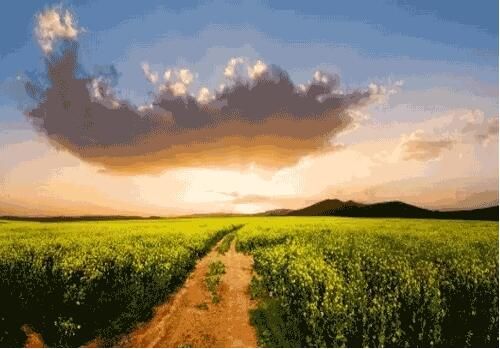 河南有機(jī)農(nóng)業(yè)平臺”互聯(lián)網(wǎng)+創(chuàng)造新模式