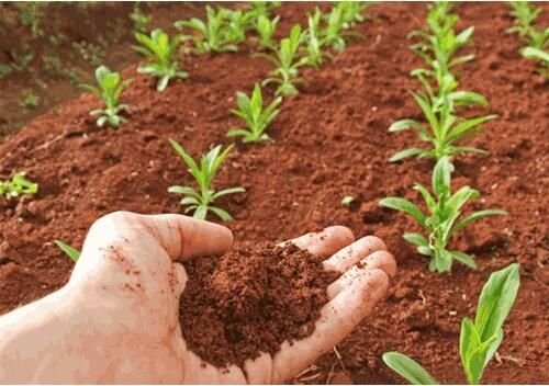 河南有機(jī)農(nóng)業(yè)平臺”互聯(lián)網(wǎng)+創(chuàng)造新模式