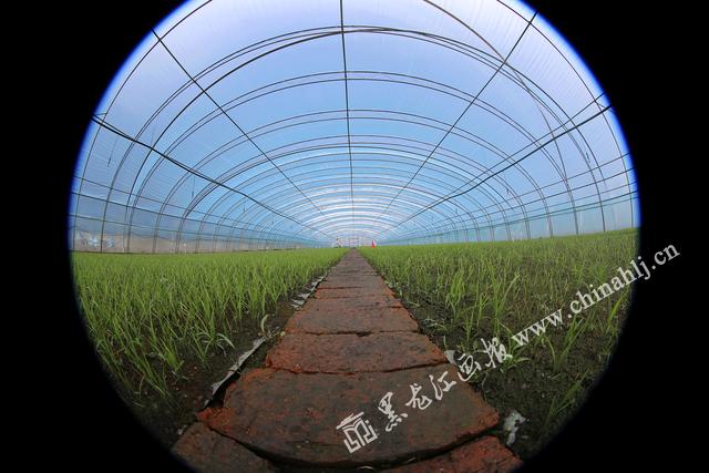 富錦 “互聯(lián)網(wǎng)+農(nóng)業(yè)”搭建智慧農(nóng)業(yè)新平臺(tái)