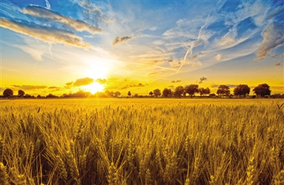 “互聯(lián)網(wǎng)+農(nóng)業(yè)” 也許是農(nóng)民的新樣子