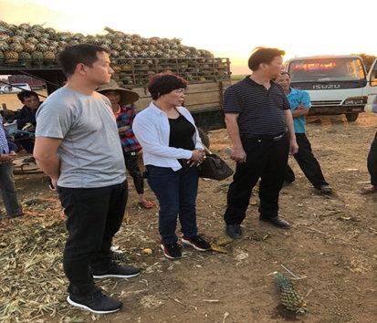 “互聯(lián)網(wǎng)+農(nóng)業(yè)”發(fā)力 一畝田助力徐聞賣(mài)菠蘿