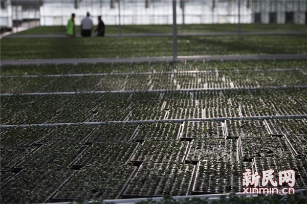 固原市原州區(qū) 冷涼蔬菜品牌試水“互聯(lián)網(wǎng)+農(nóng)業(yè)”