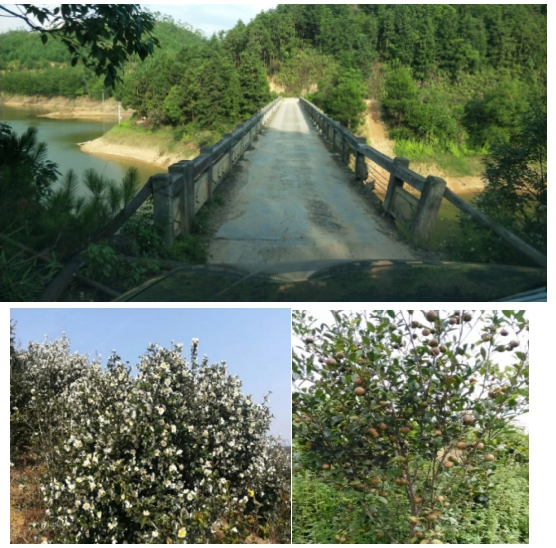 互聯(lián)網(wǎng)＋認(rèn)養(yǎng)農(nóng)業(yè)，顛覆產(chǎn)業(yè)綻放輝煌