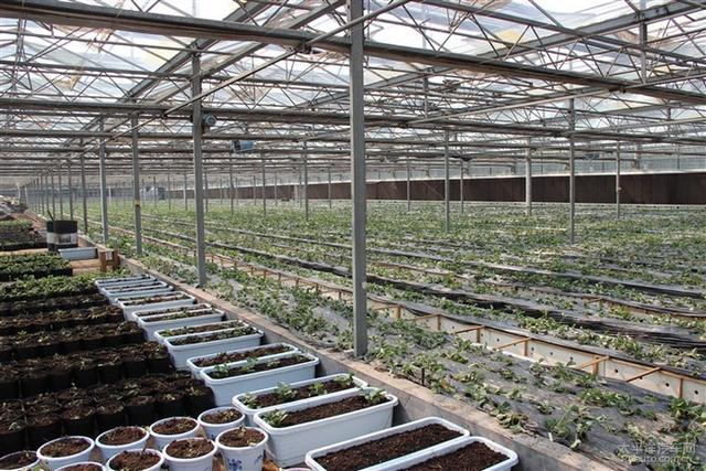 互聯(lián)網(wǎng)+綠色生態(tài)農(nóng)業(yè)，融合農(nóng)場(chǎng)游戲理財(cái)模式