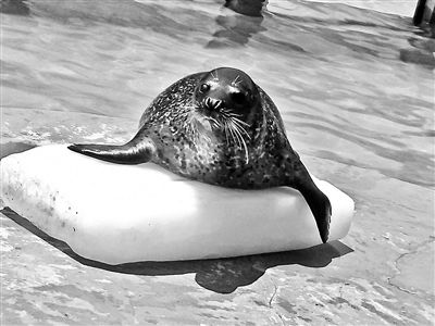 千斤冰塊幫野生動(dòng)物“避暑”