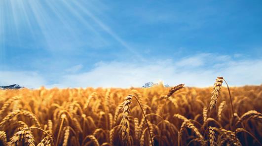 放眼全球農(nóng)業(yè)產(chǎn)業(yè)鏈，遠(yuǎn)航集團(tuán)打造國際農(nóng)業(yè)生態(tài)鏈