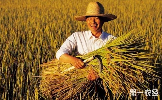 鄉(xiāng)村振興中的“互聯(lián)網(wǎng)+農(nóng)業(yè)”到底指的是什么？